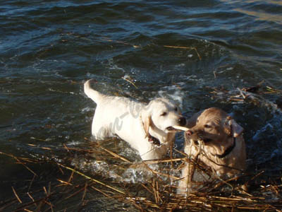 Badespaß in der Schlei