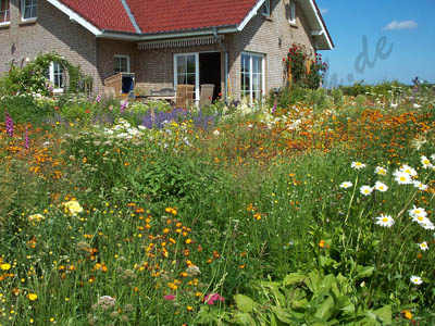 Rosenhaus von Bocksrüde im Sommer