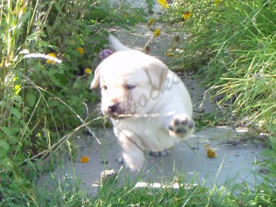 Toben im Garten