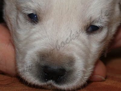 Welpen
