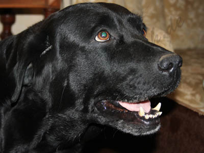 Welpen