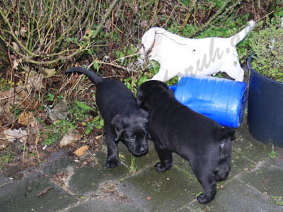 Welpen
